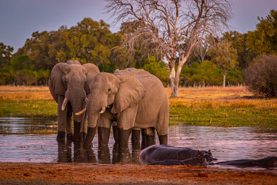 Afrikanische Elefanten (Loxodonta africana) im Okavanko Delta, Botswana zur Abendstunde am Khwai River