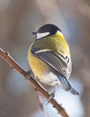 Birds in Ukraine