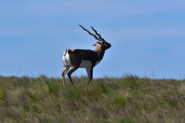 Male Blackbuck Antelope in Pampas plain environment, La Pampa province, Argentina