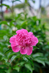Tree peony blossoms. Paeoniaceae deciduous shrub. From April to June, flowers of multiple colors such as red