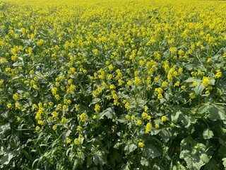 field of yellow flowers