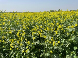 field of yellow flowers