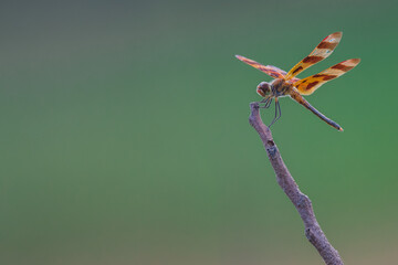 close up of dragonfly