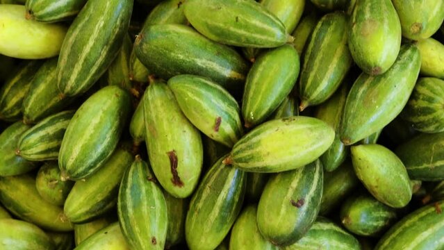 fresh organic pointed gourd from farm close up from different angle