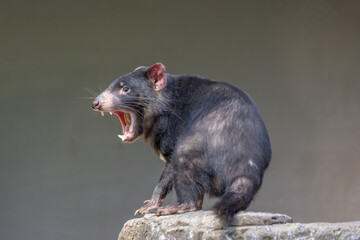 Tasmanian Devil (Sarcophilus harrisii) with mouth wide open, displaying teeth and tongue, in...