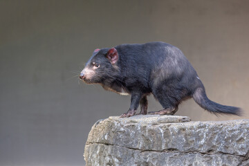 Tasmanian Devil (Sarcophilus harrisii) standing on top of a rock, contemplating the surroundings. These  native carnivorous Australian marsupials have been declared an endangered species.
