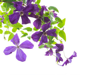 beautiful blooming clematis on a white background