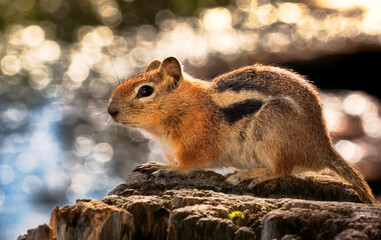squirrel in the woods