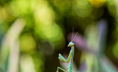 praying mantis