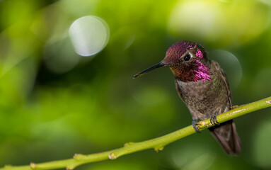 hummingbird on a branch