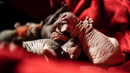 cat and kittens sphinx