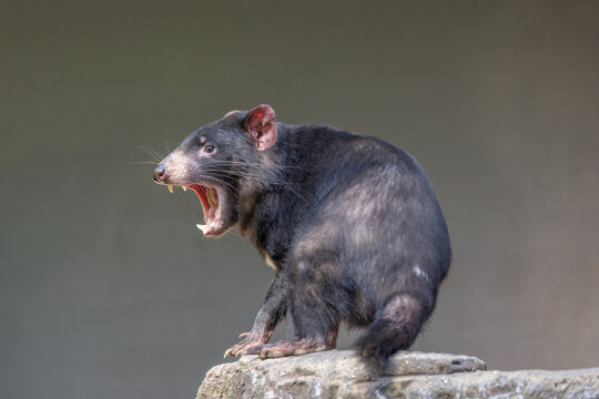 Tasmanian Devil (Sarcophilus harrisii) with mouth wide open, displaying teeth and tongue, in aggressive mood. They are the world’s largest carnivorous marsupials.