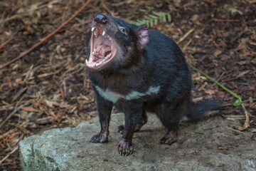 Tasmanian Devil (Sarcophilus harrisii) looking up with mouth wide open, displaying teeth and tongue, in aggressive mood. These native carnivorous Australian marsupials are an endangered species.