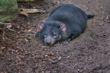 Tasmanian Devil (Sarcophilus harrisii) resting on the ground. These native carnivorous Australian marsupials have been declared an endangered species, with decreasing numbers.
