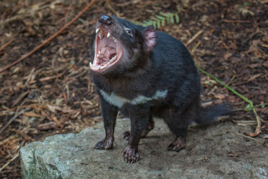 Tasmanian Devil (Sarcophilus harrisii) looking up with mouth wide open, displaying teeth and tongue, in aggressive mood. These native carnivorous Australian marsupials are an endangered species.