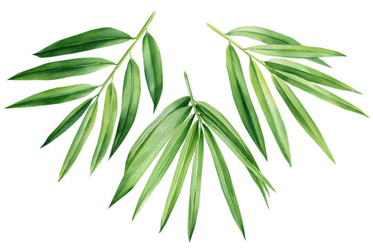 Tropical leaves. palm leaf, bamboo. Set of watercolor tropical floral illustrations with green leaves 