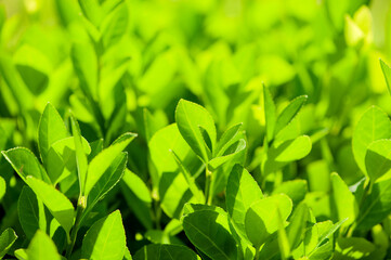 In spring, rivers and plants in urban parks