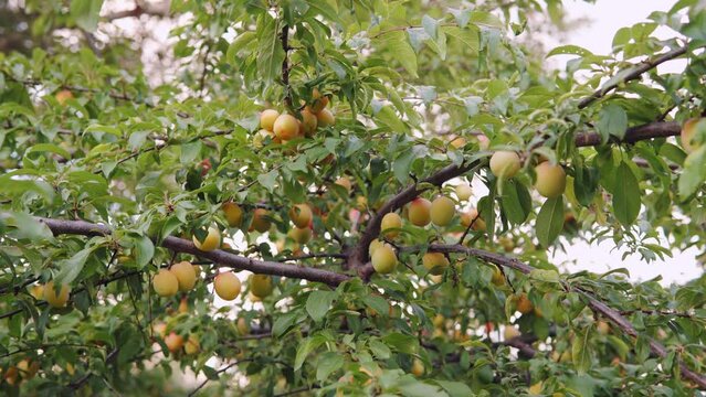Unripe fruits of wild apricots hang on branches, medium shot 4k resolution.