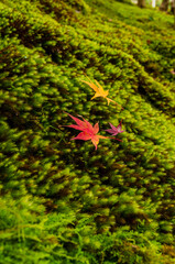 紅葉の瑠璃光院（京都府左京区）