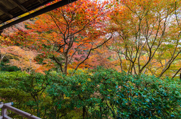 紅葉の瑠璃光院（京都府左京区）