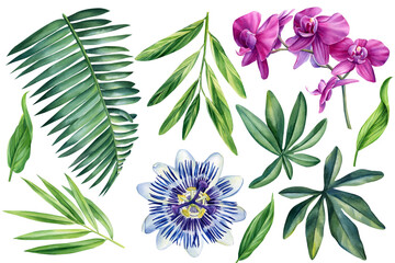Fototapeta Set of watercolor tropical floral illustrations with green palm leaves, orchid flowers and passionflower obraz