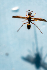 Selective focus on pinned paper wasp insect suspended over a blank surface.