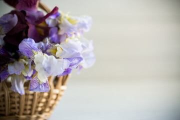 bouquet of beautiful blooming iris flowers on wooden background