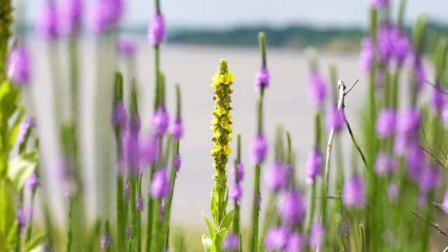 native purple wildflowers encircle a native mullein yellow wildflower used for medicinal purposes