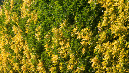 Obraz premium Seto de arbusto verde y amarillo en muro de jardín