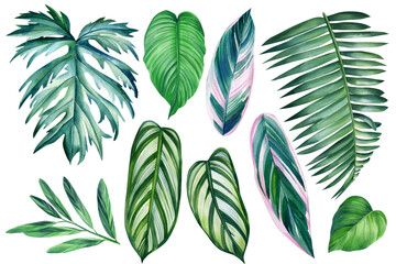 Palm leaf. Tropical leaves set. Jungle botanical watercolor illustrations, floral elements on isolated white background