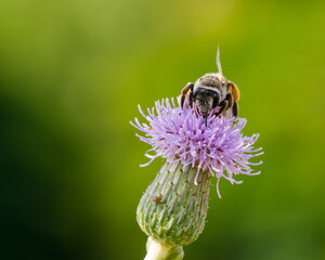 A Bee Picking Pollen from a a Pink Thistle on a Warm Summer Morning