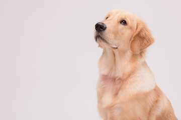 Portrait of cute brown Golden Retriever dog looking to snack or food on grey