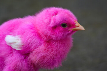 Close Up View Body And Beak Red Colored Feathers Adorable Broiler Chick
