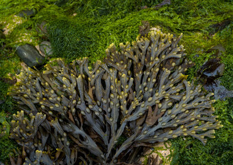 Close-up on bladderwrack Seaweed and green algae on the west coast of Ireland