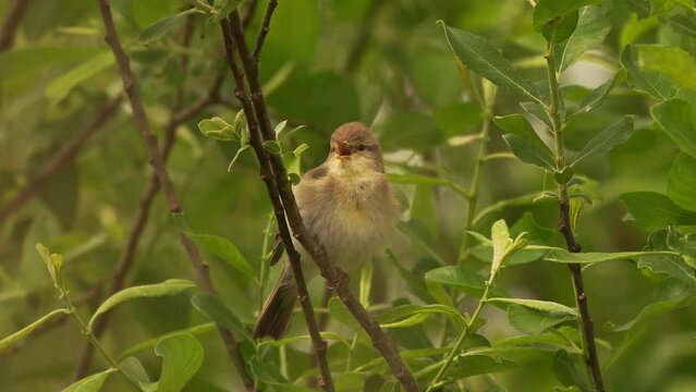 A Willow Warbler (Phylloscopus trochilus) singing in a shrub