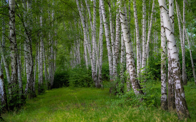 Birds and nature, Ukraine, Kharkiv region