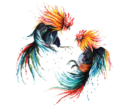 Fighting cock painted with watercolor.Facing encounter between two rooster.Chicken big cock illustration.Local sports in rural areas in Thailand.