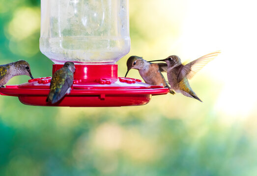 hummingbird on feeder