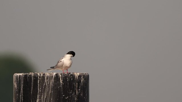 A Common Tern (Sterna hirundo) standing on a ducdalf