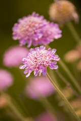 Scabiosa cretica.Puig des Teix. Valldemossa.Sierra de Tramuntana.Mallorca.Islas Baleares. España.