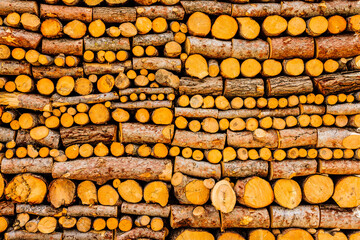 leña de pino de Halepo , Pinus halepensis.Sierra de Son Moragues. Valldemossa, Parque natural de la Sierra de Tramuntana. Mallorca. Islas Baleares. Spain. © Tolo