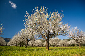Obraz na płótnie Canvas Almendros en flor, Prunus dulcis. S' Esglaieta. Mallorca.Islas Baleares. Spain.