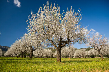 Obraz na płótnie Canvas Almendros en flor, Prunus dulcis. S' Esglaieta. Mallorca.Islas Baleares. Spain.