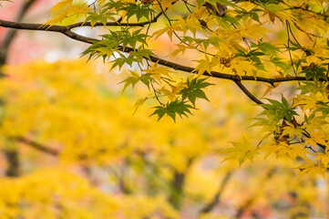 東福寺の紅葉