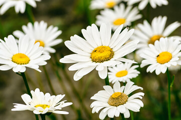 Obraz premium There are a lot of daisies growing in the clearing, daisies photographed in close-up, beautiful white flowers, a symbol of summer and warmth, a summer still life