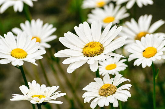 There are a lot of daisies growing in the clearing, daisies photographed in close-up, beautiful white flowers, a symbol of summer and warmth, a summer still life
