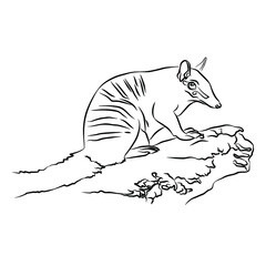 Beautiful nBeautiful araripe manakin paintingsumbat habitat paintings