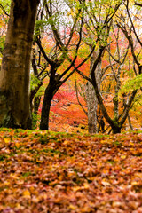 東福寺の紅葉