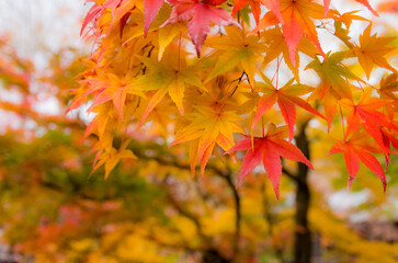 Naklejka na ściany i meble 東福寺の紅葉