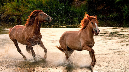 Wild Horses of the Salt River, Arizona